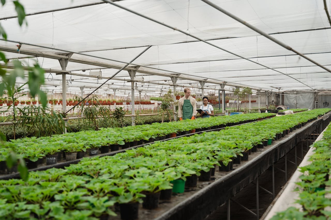 Home 3 Two gardeners tending plants in a greenhouse, showcasing horticulture work indoors.