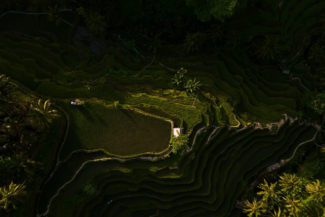 Stunning aerial view of lush green rice terraces in Bali at sunset.